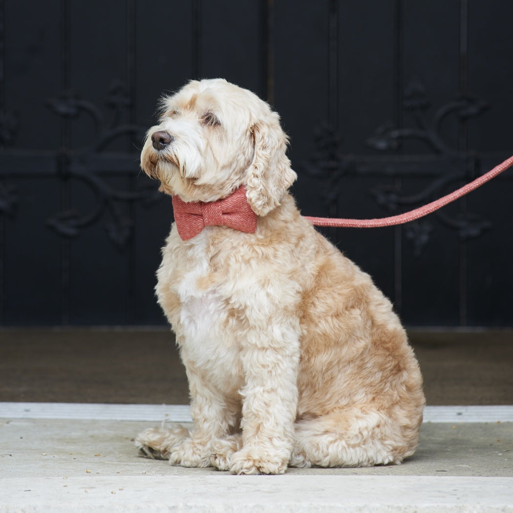 Dog Bow Tie - Orange Tweed - Sweet William