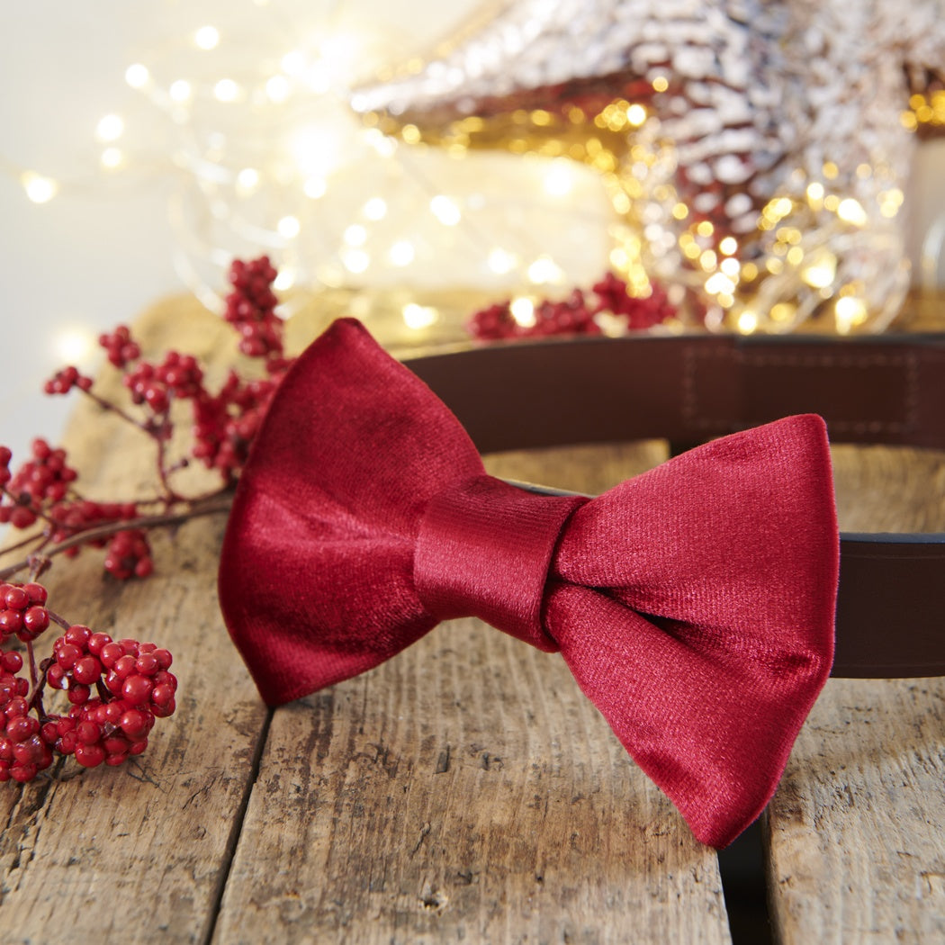 Dog Bow Tie - Christmas Red Velvet - Sweet William