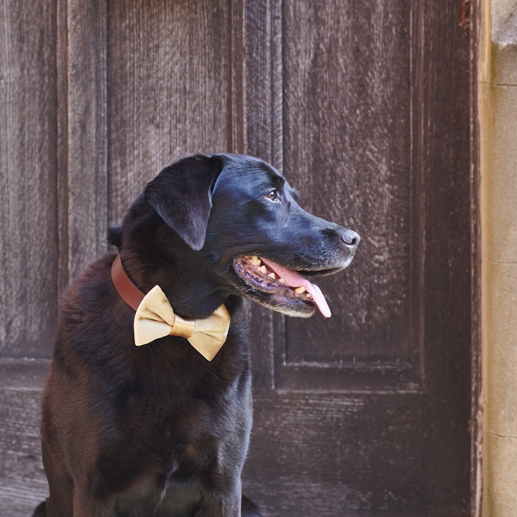 Dog Bow Tie - Christmas Gold Velvet - Sweet William