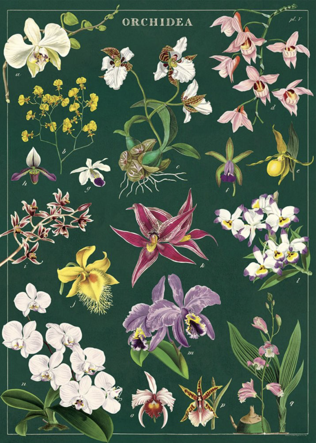 Orchid Poster