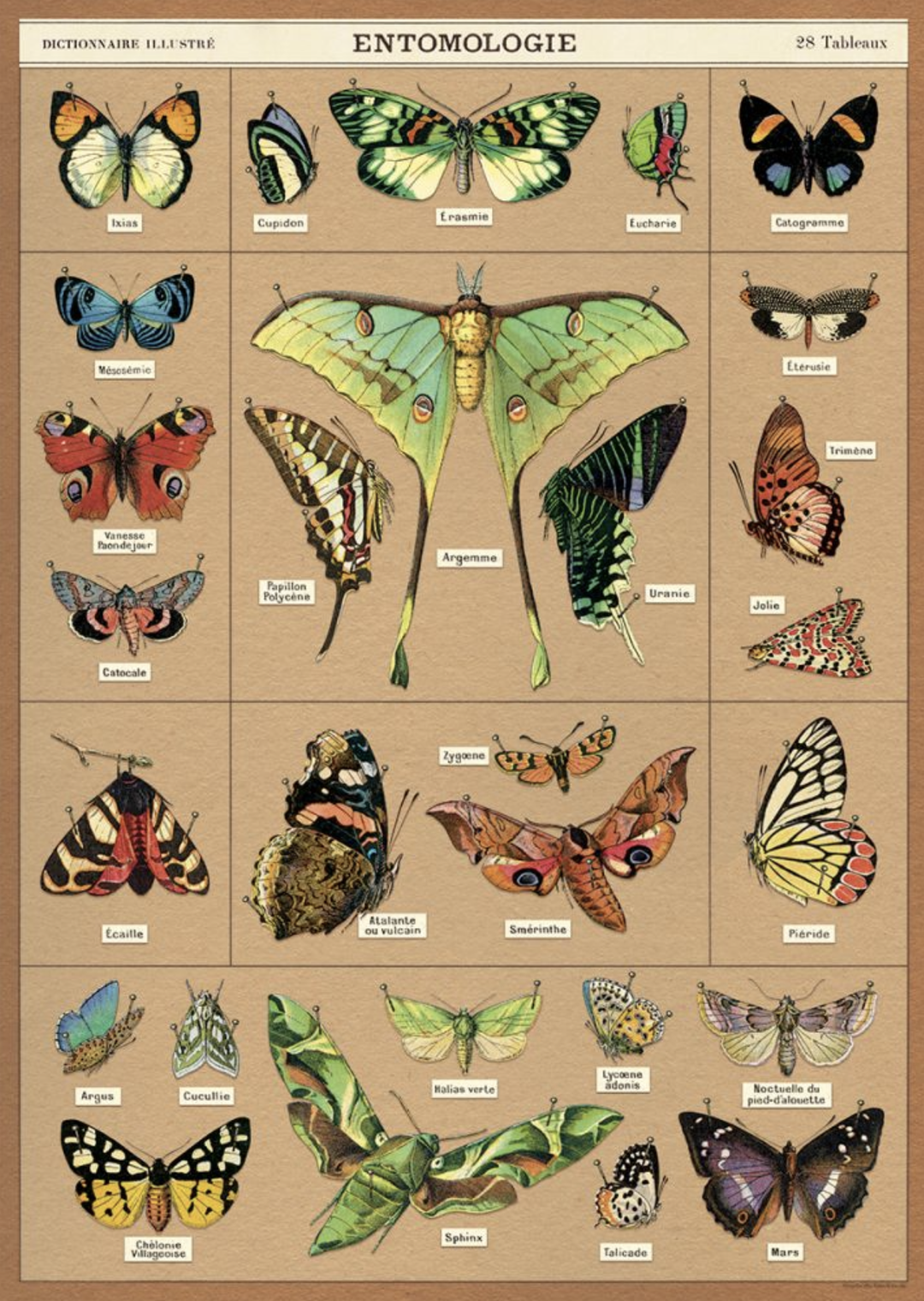 Entomologie Poster