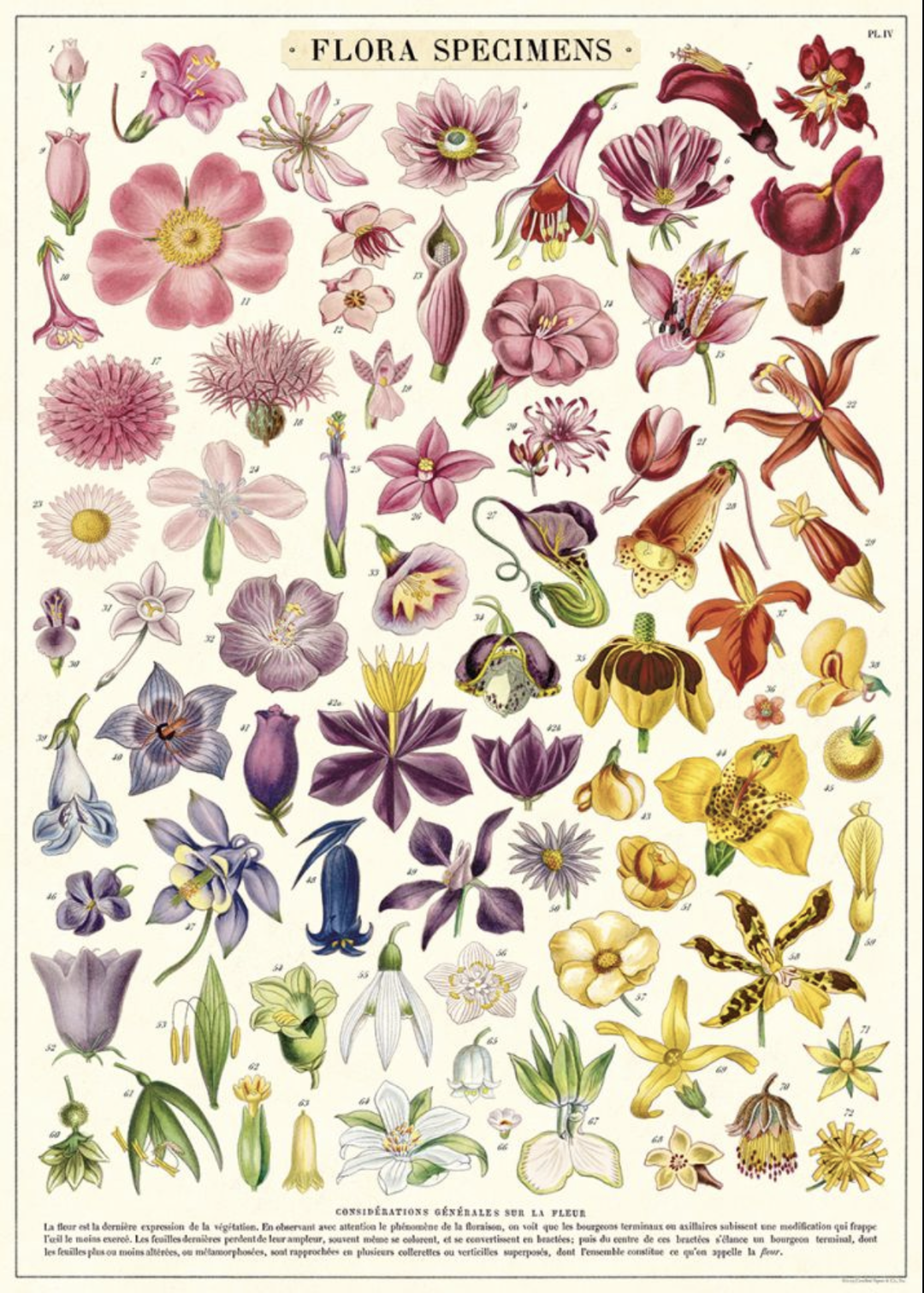 Flora Specs Poster