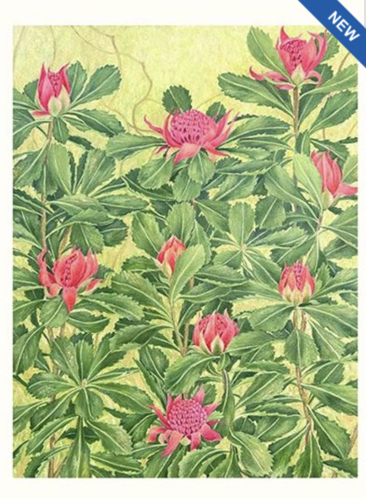 Joseph Austin Card - Waratah 24