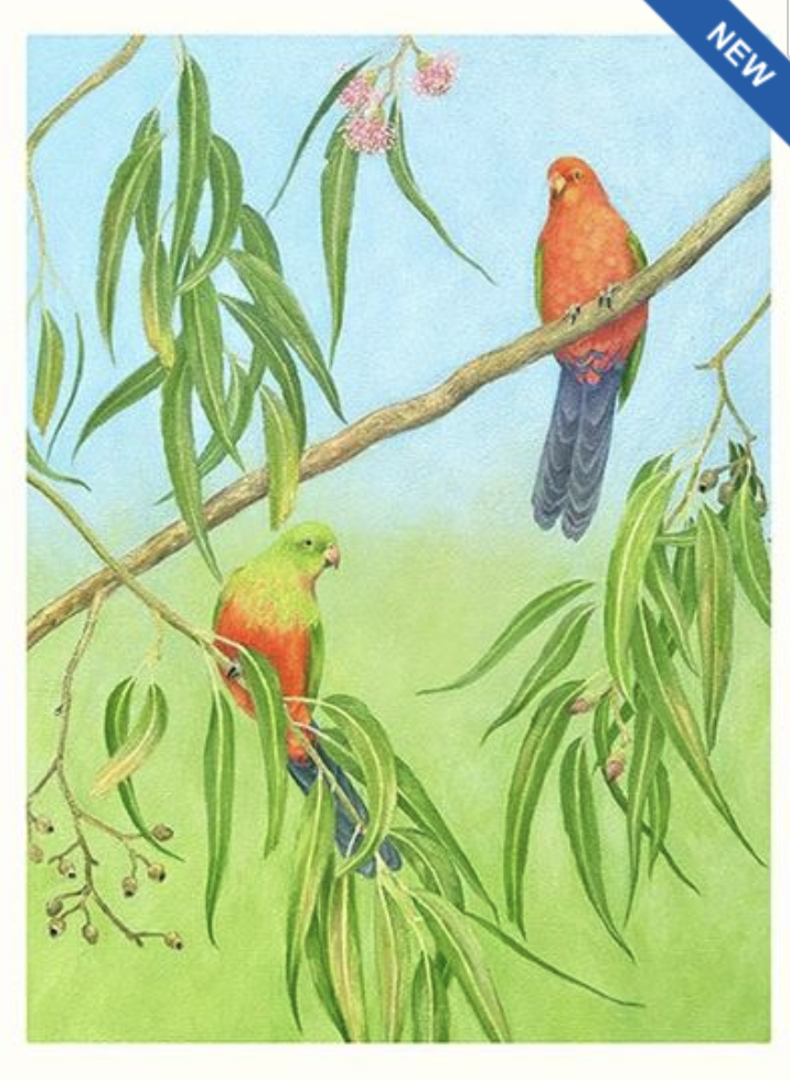 Joseph Austin Card - King Parrots