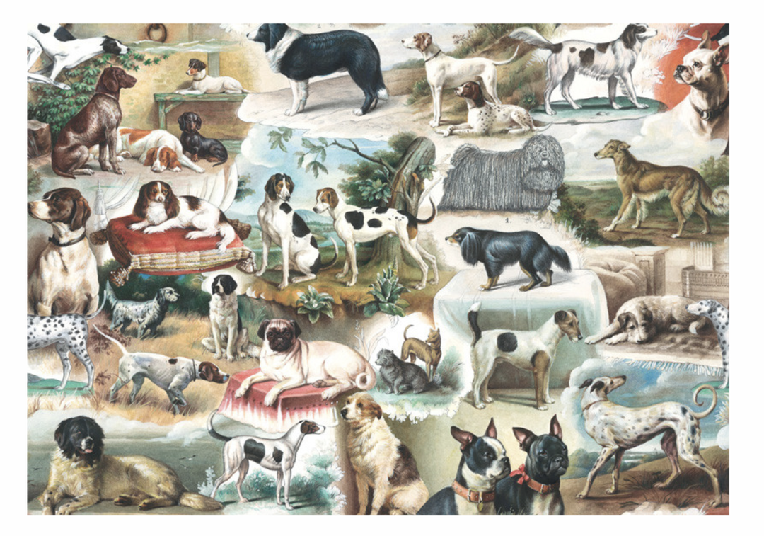 Bomo Paper - Darling, The Dogs Are Alright!