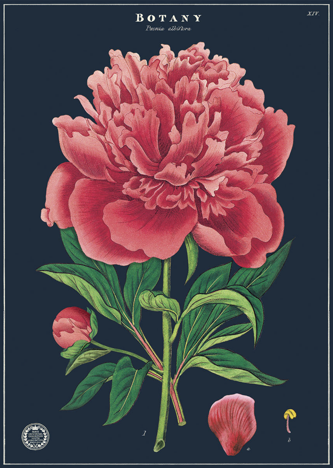 Botany Study Poster
