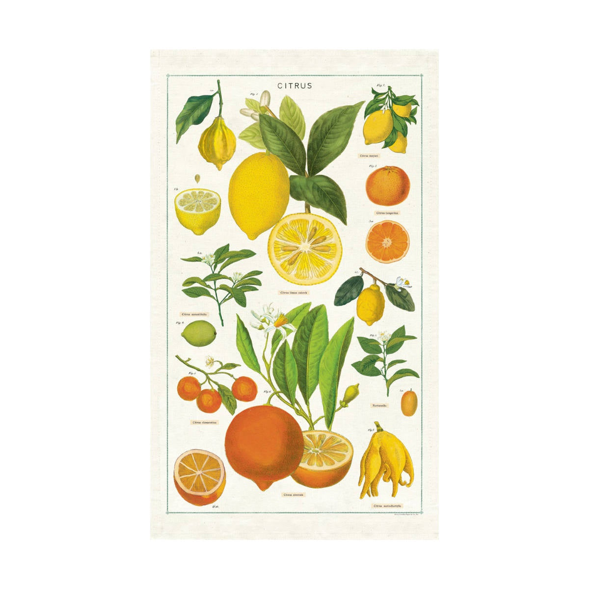 Tea Towel - Cavallini & Co. Citrus