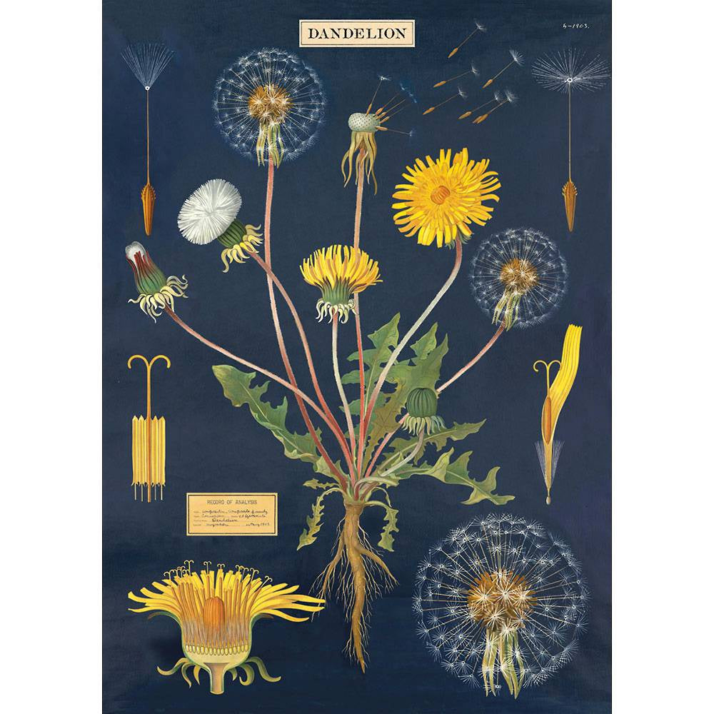 Cavallini & Co Poster - Dandelion Chart