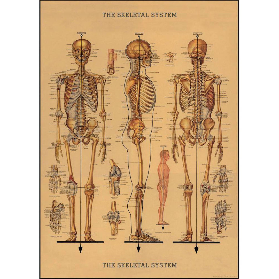Skeleton Poster