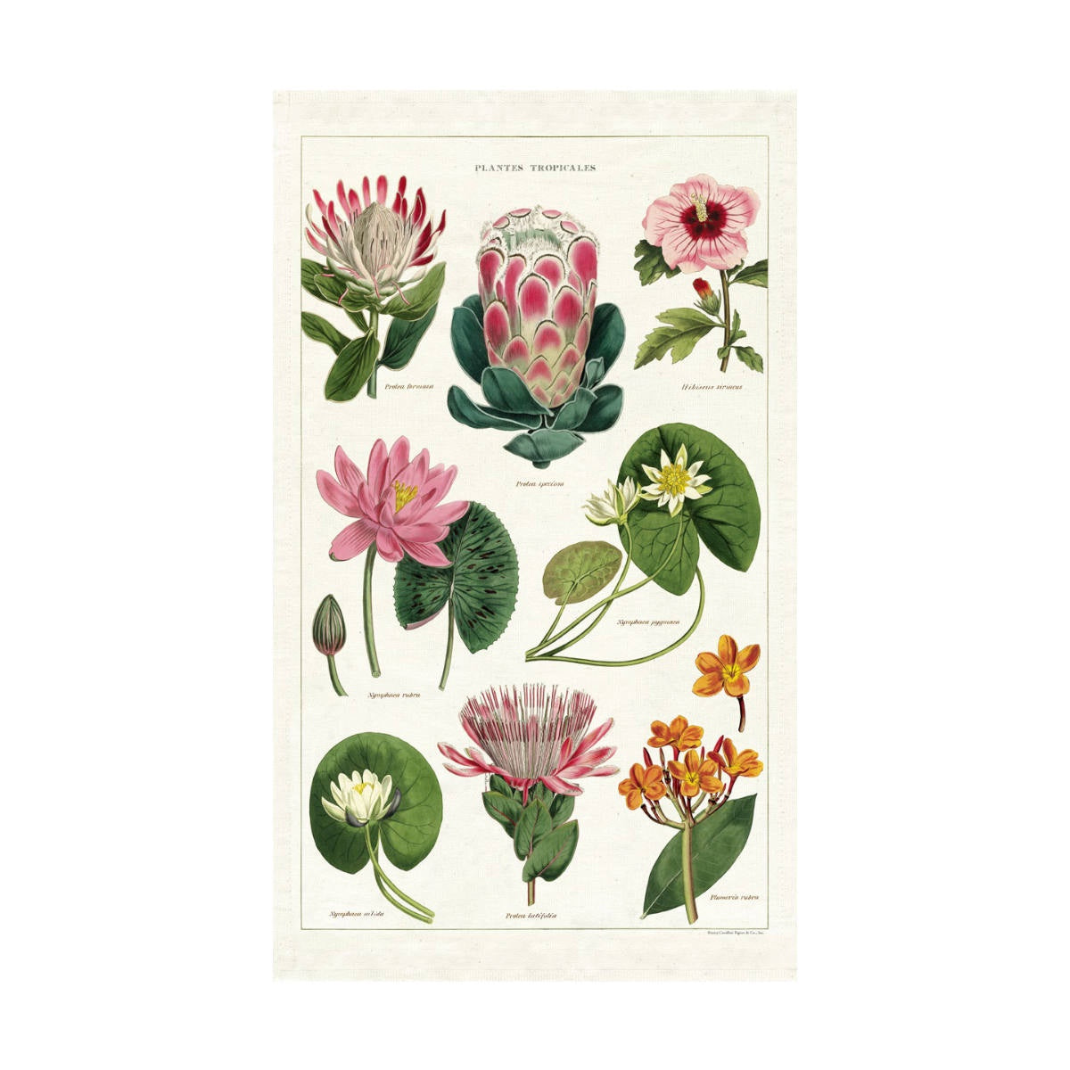 Tea Towel - Cavallini & Co. Tropical Plants