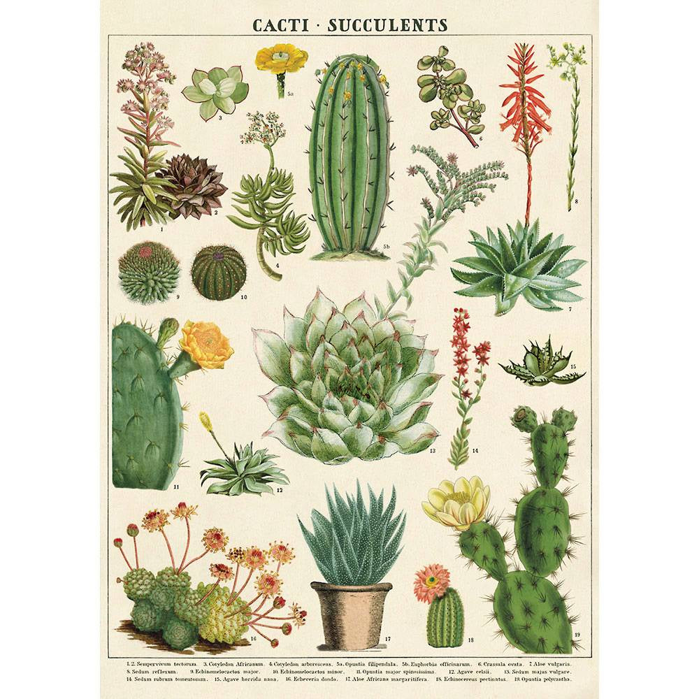 Cavallini Wrap - Cacti & Succulents