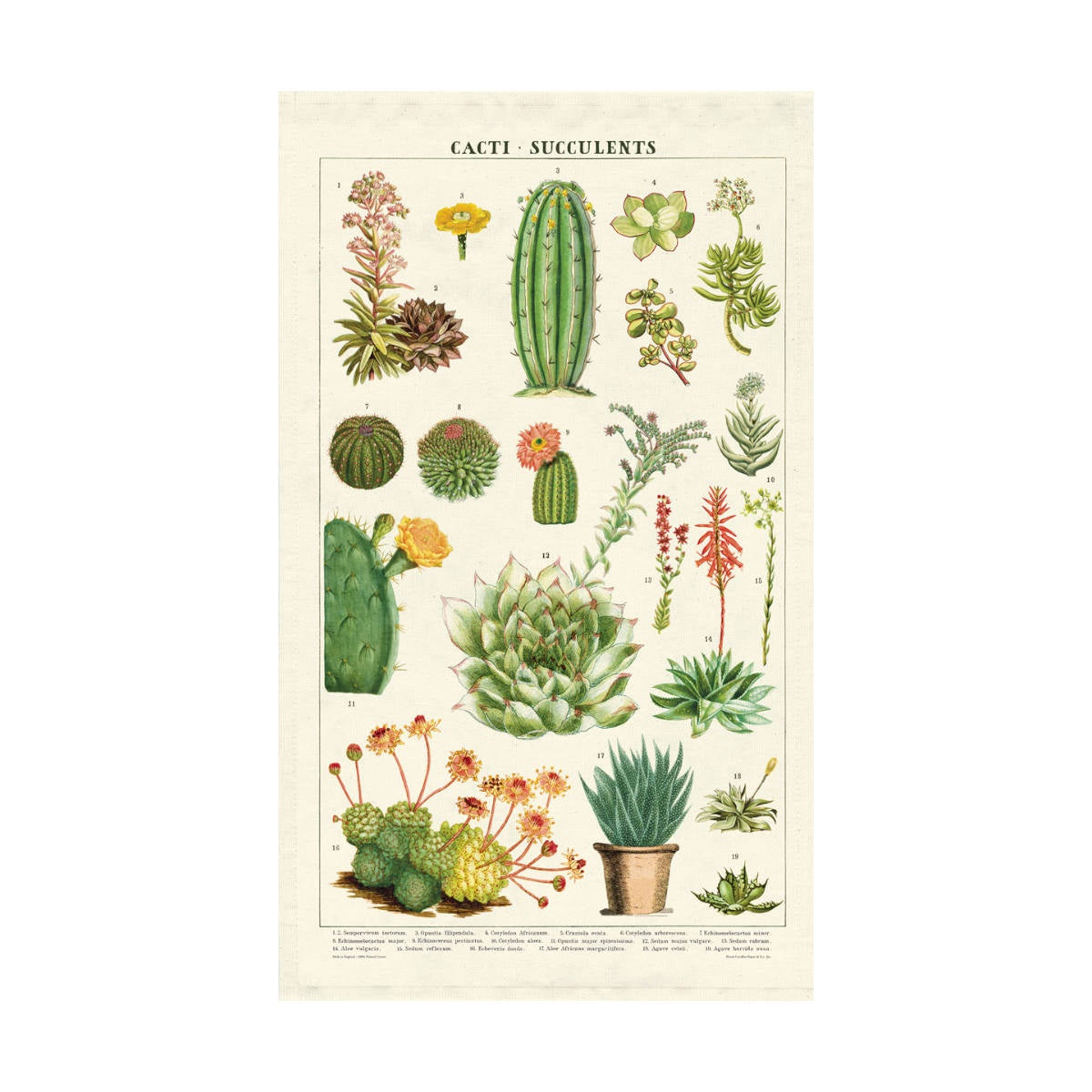 Tea Towel - Cavallini & Co. Succulents