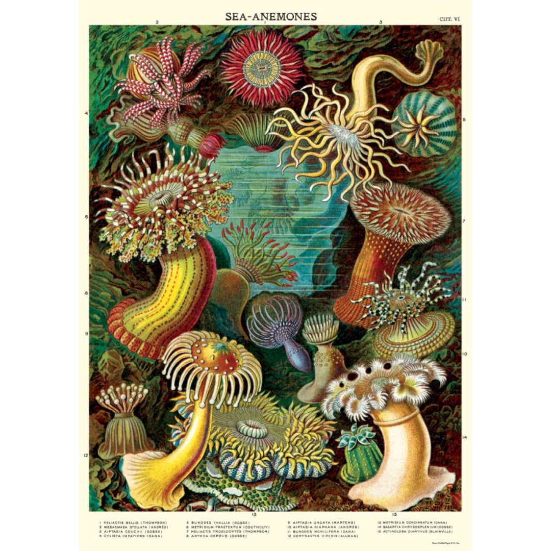 Sea Anemones Poster