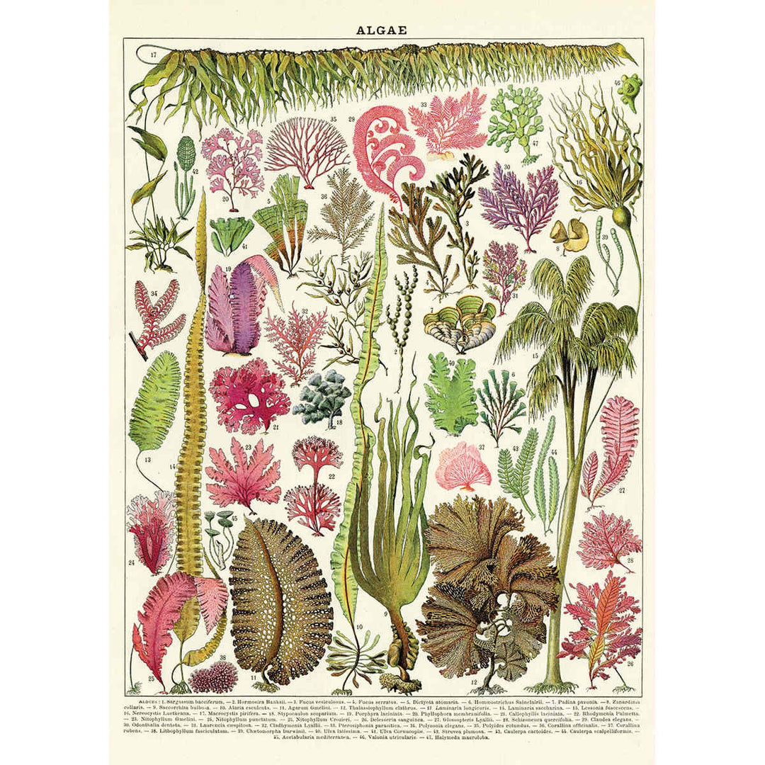 Algae Poster