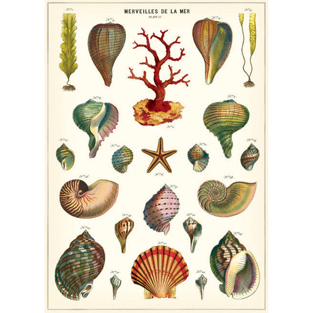 Shells de la Mer Poster