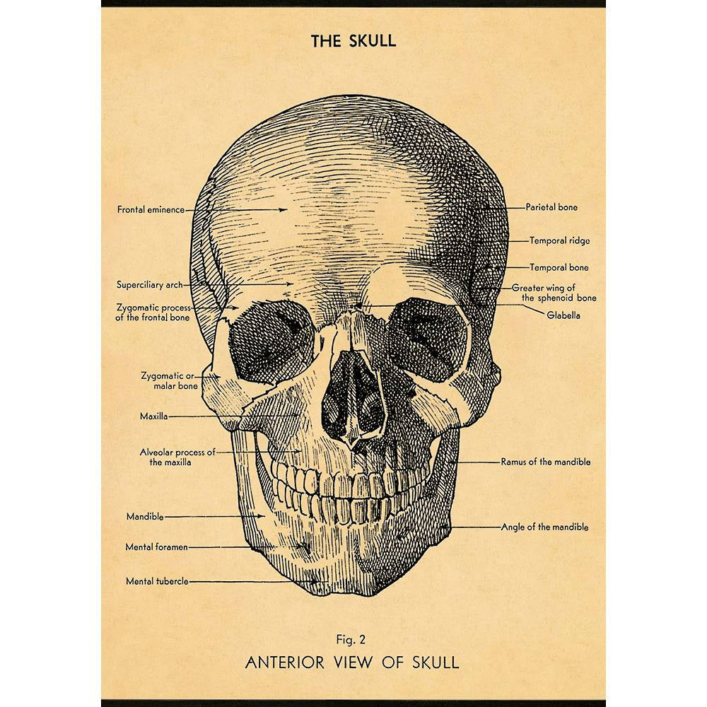 The Skull Poster