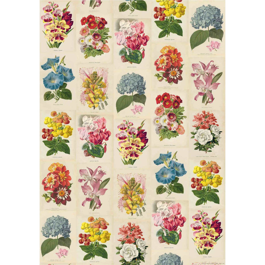 Istituto Fotocromo Italiano Poster - Botanica