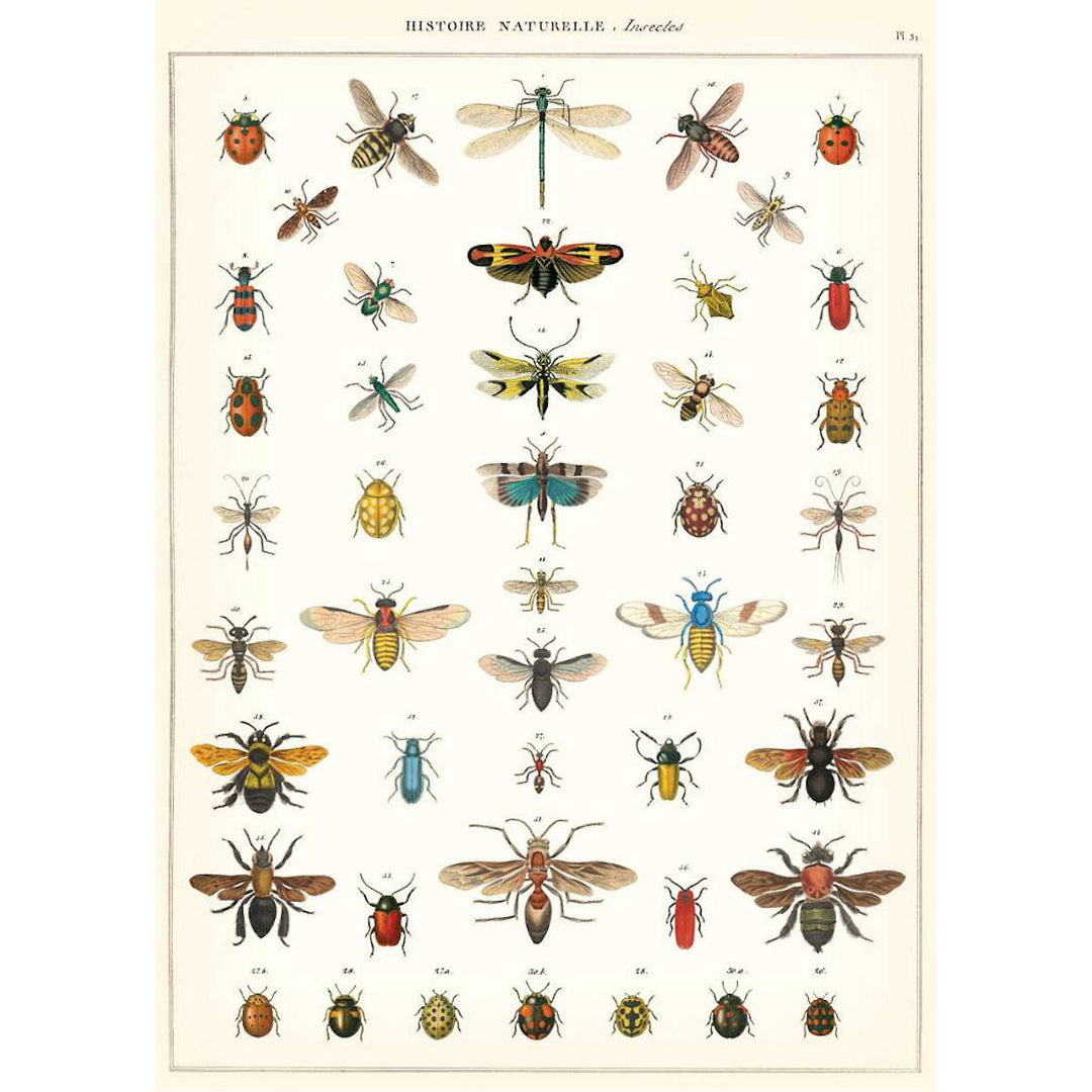 Natural History Insects Poster