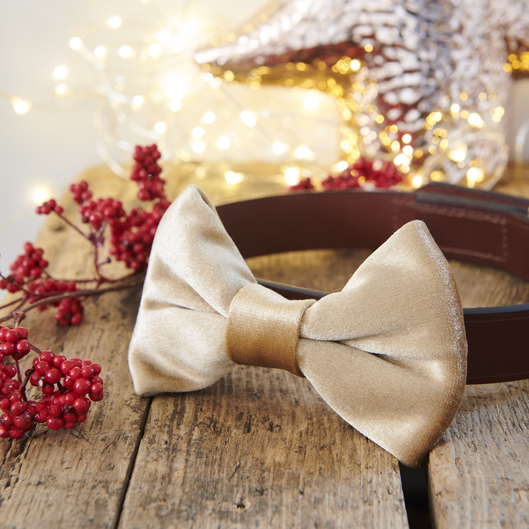 Dog Bow Tie - Christmas Gold Velvet - Sweet William