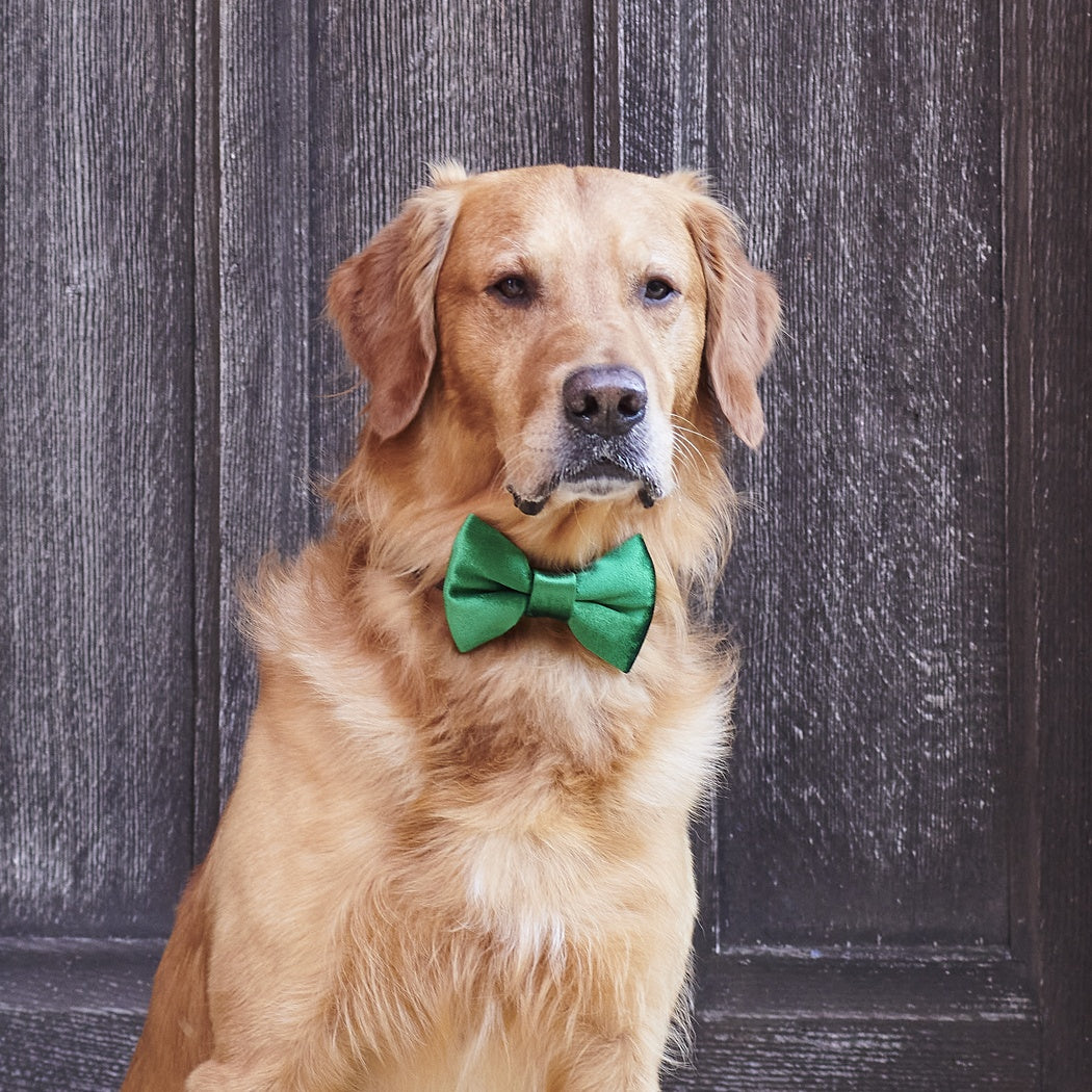 Dog Bow Tie - Christmas Green Velvet - Sweet William