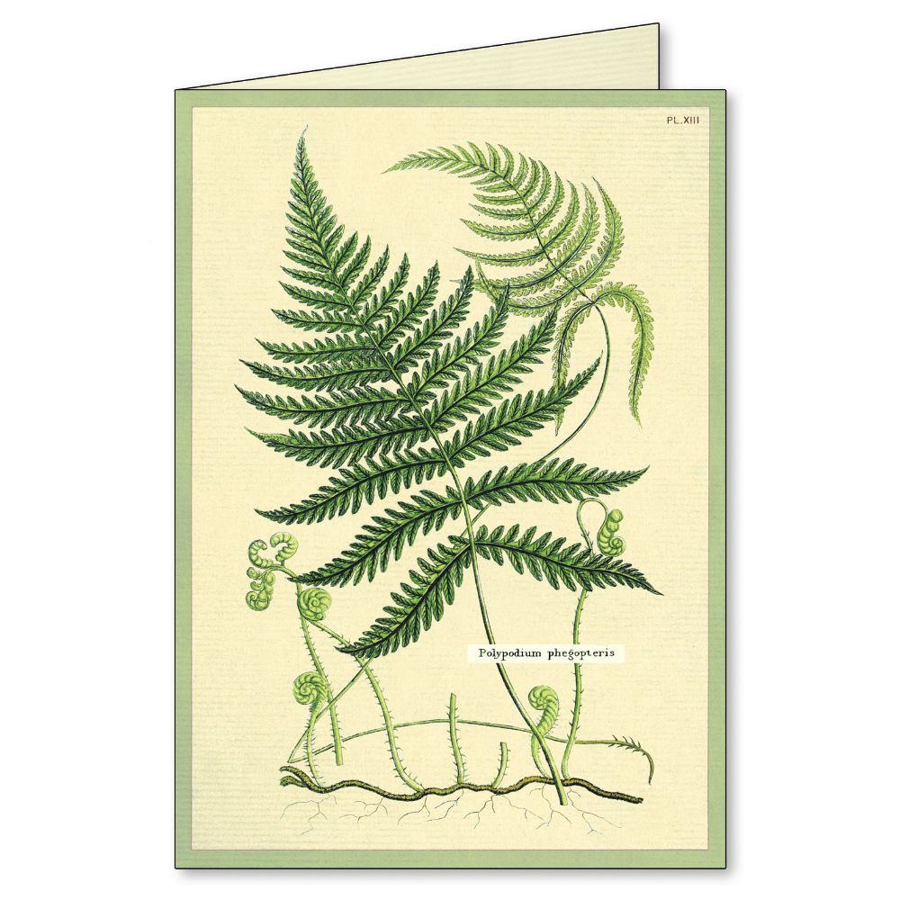 Fern - Boxed Notecards