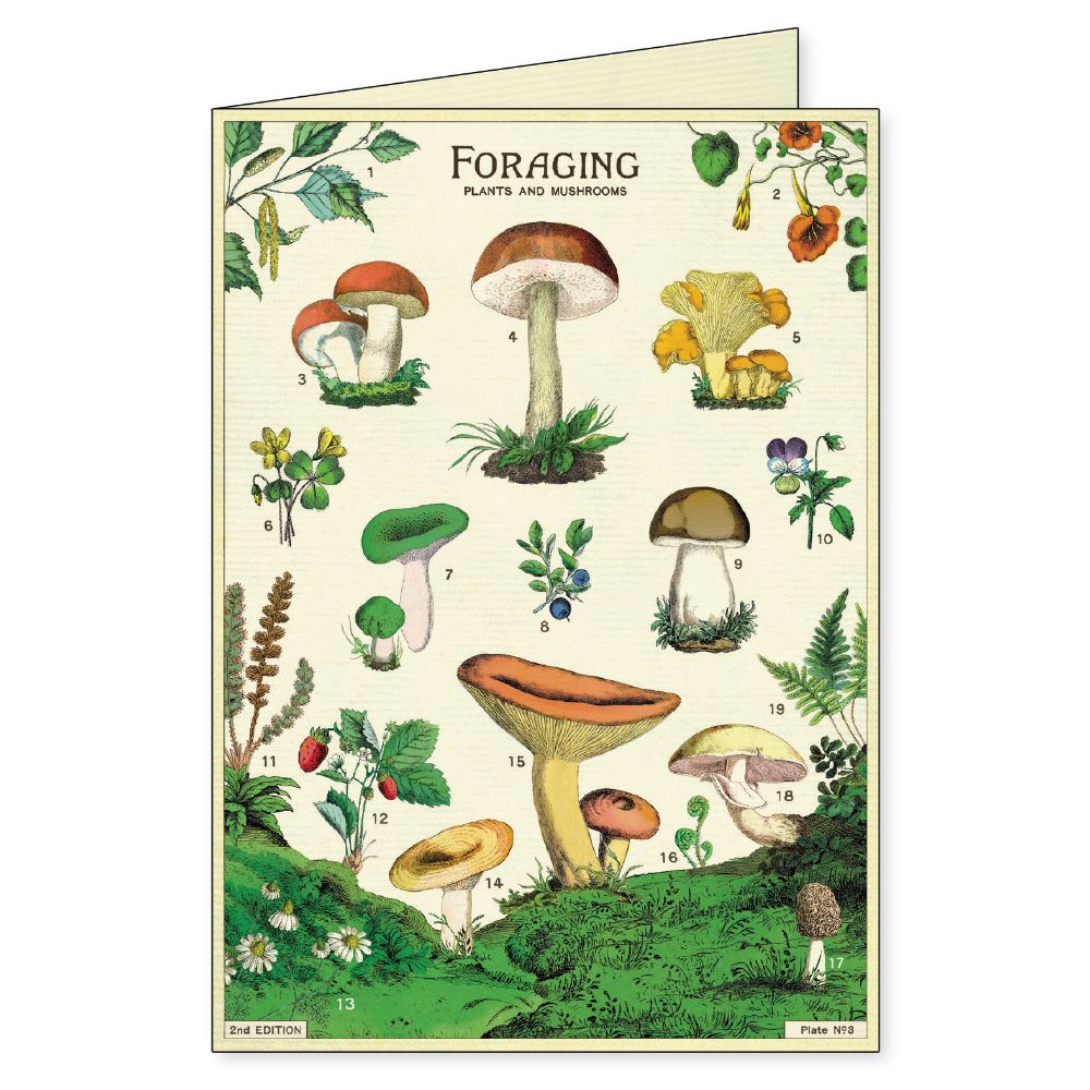 Foraging - Boxed Notecards