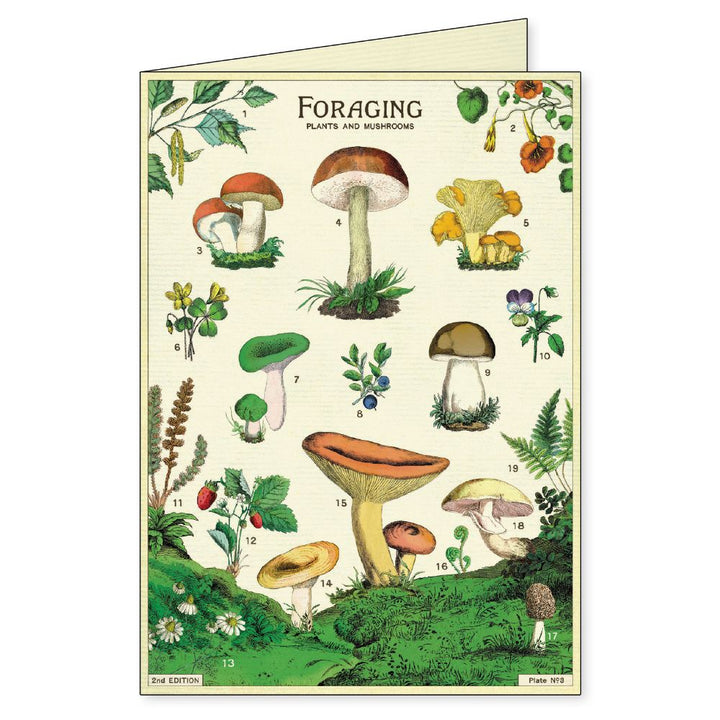 Foraging - Boxed Notecards