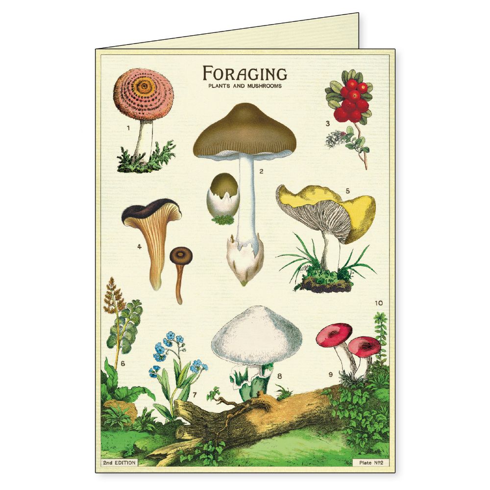 Foraging - Boxed Notecards