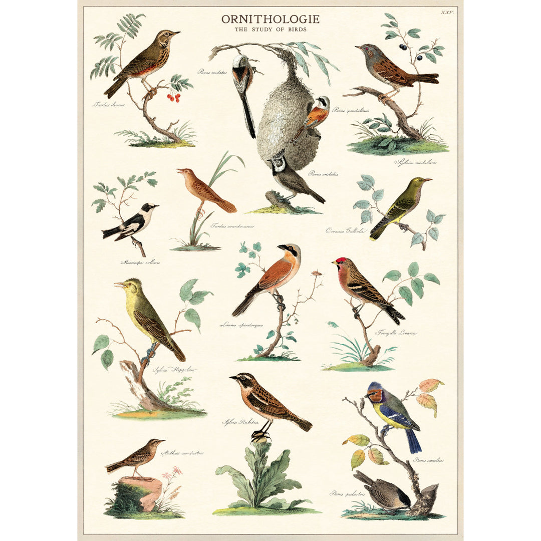 Ornithologie Poster