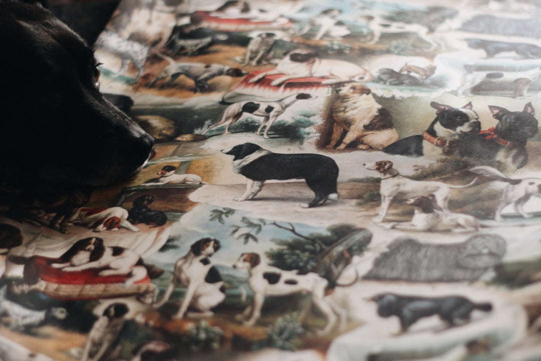 Bomo Paper - Darling, The Dogs Are Alright!