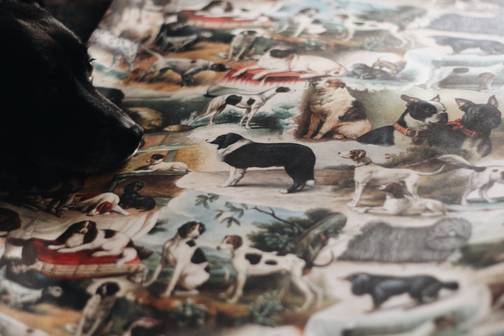 Bomo Paper - Darling, The Dogs Are Alright!