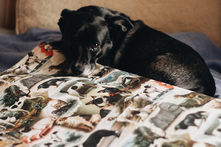 Bomo Paper - Darling, The Dogs Are Alright!