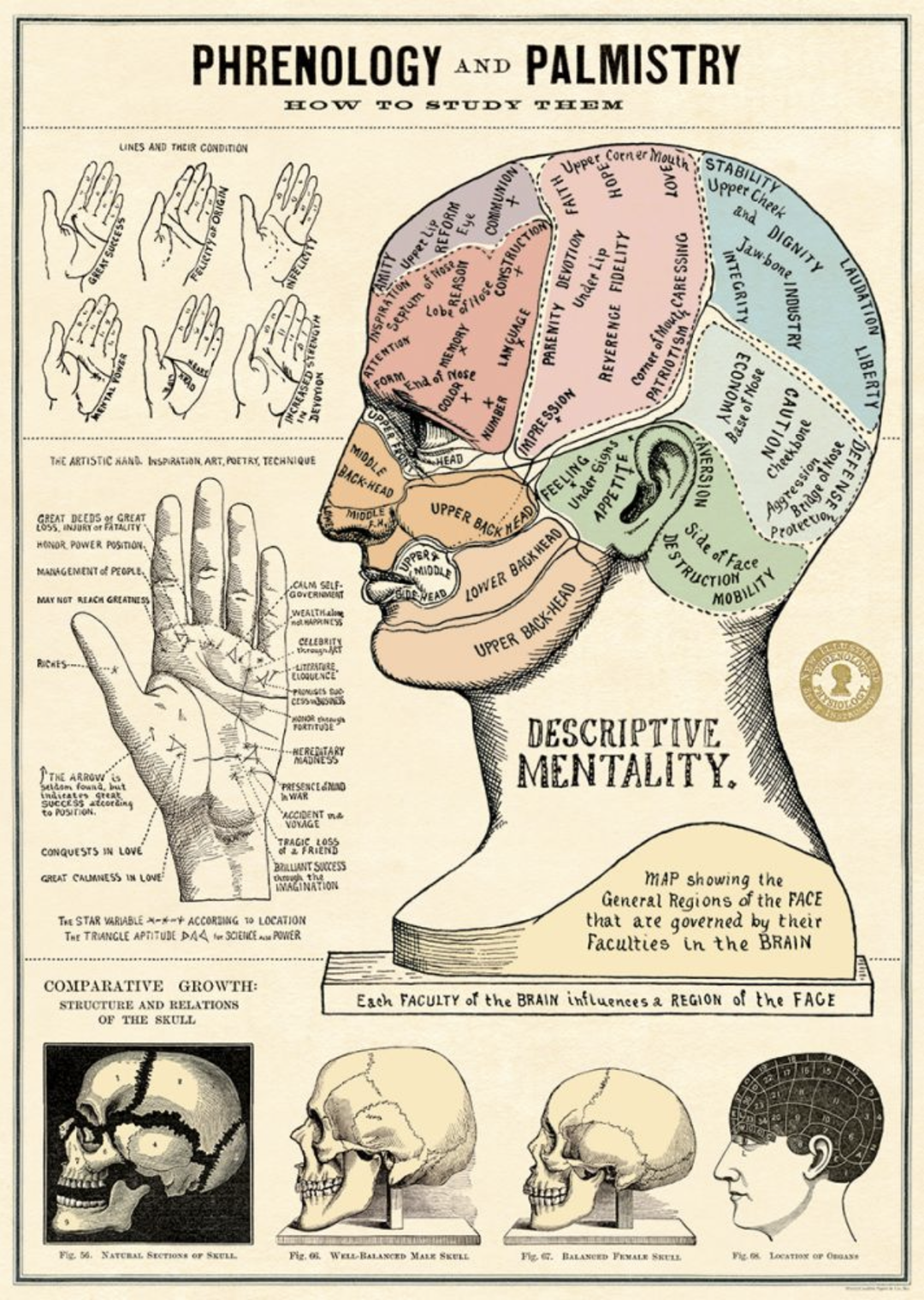 Phrenology & Palm Poster