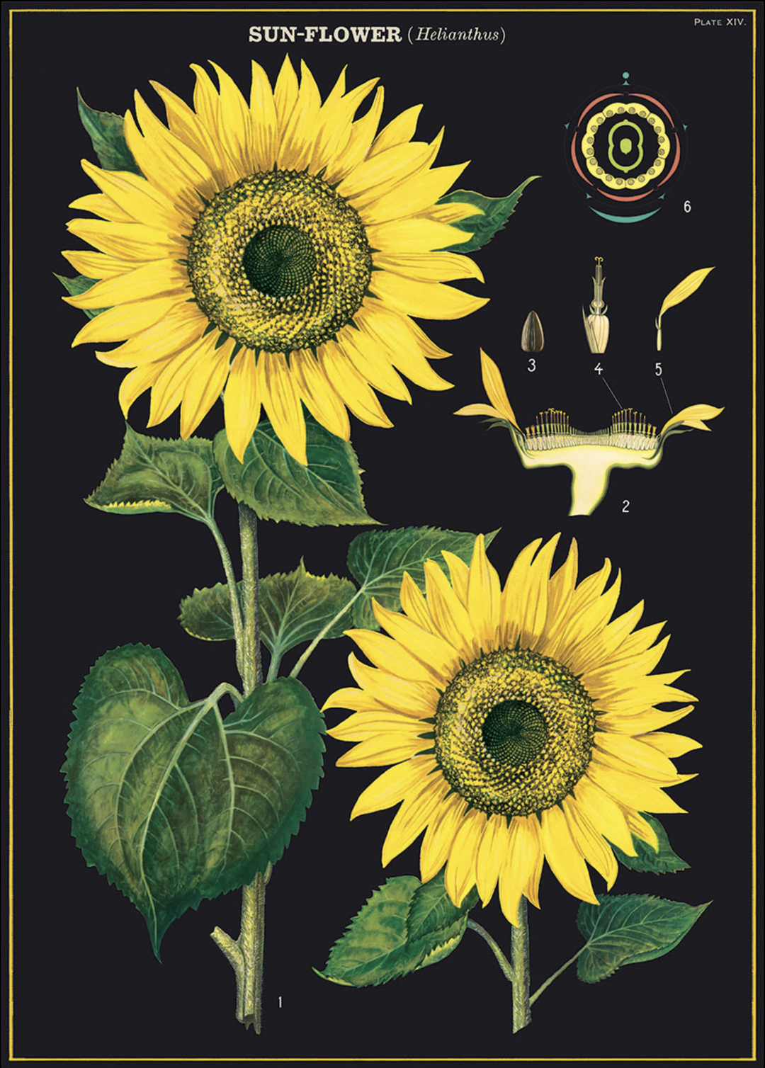 Sunflower Poster