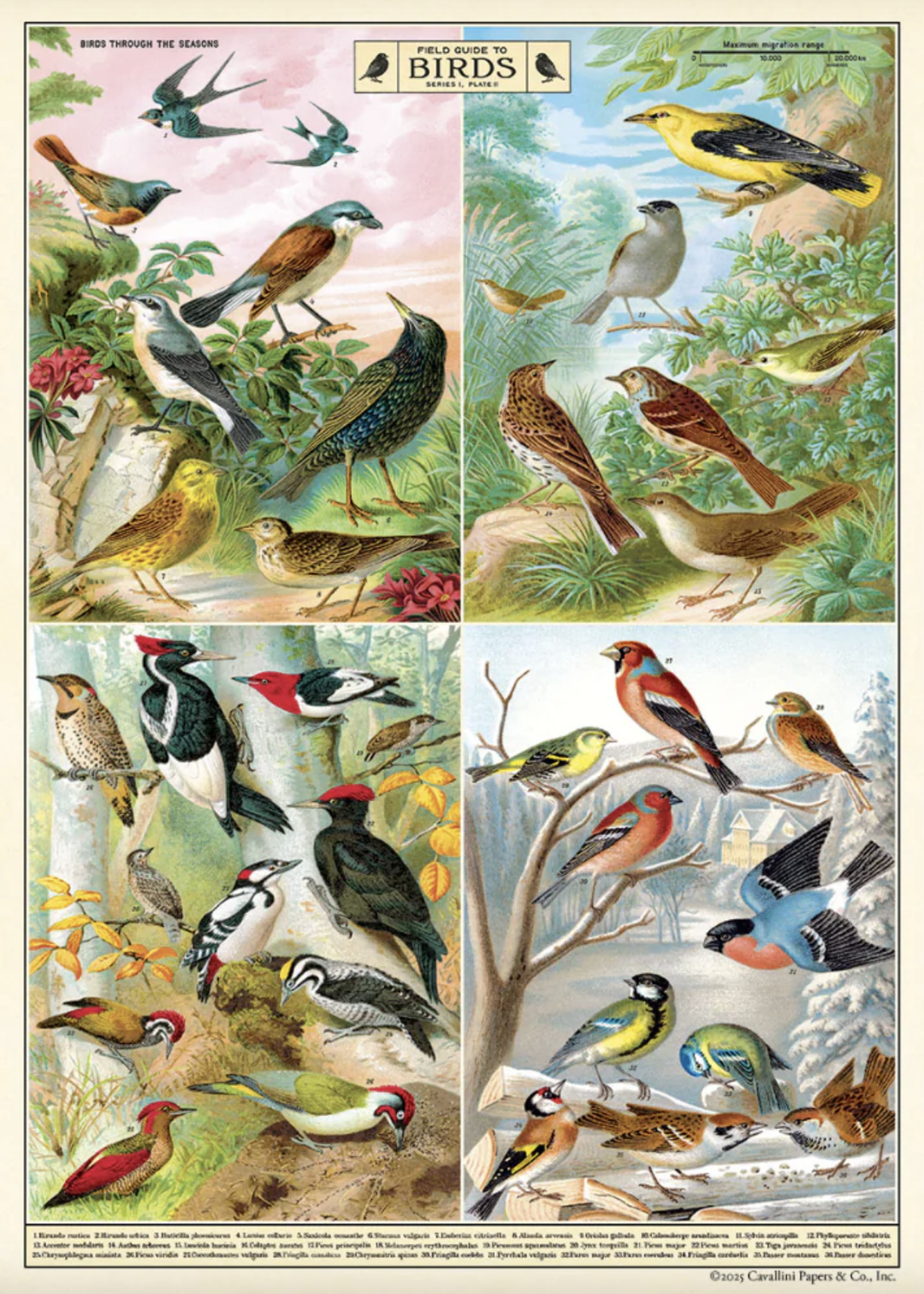 Cavallini - Field Guide to Birds