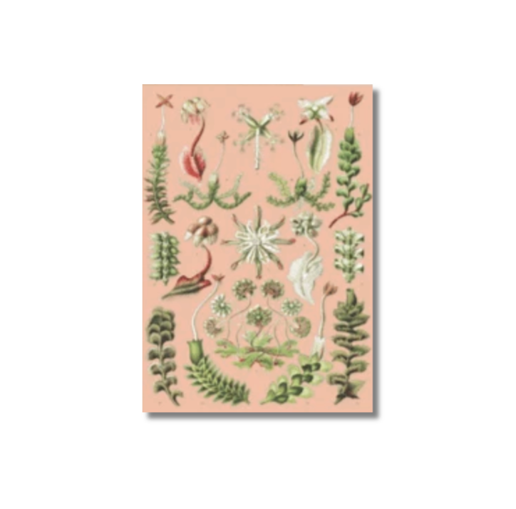 Ikonink Card - Hepaticae