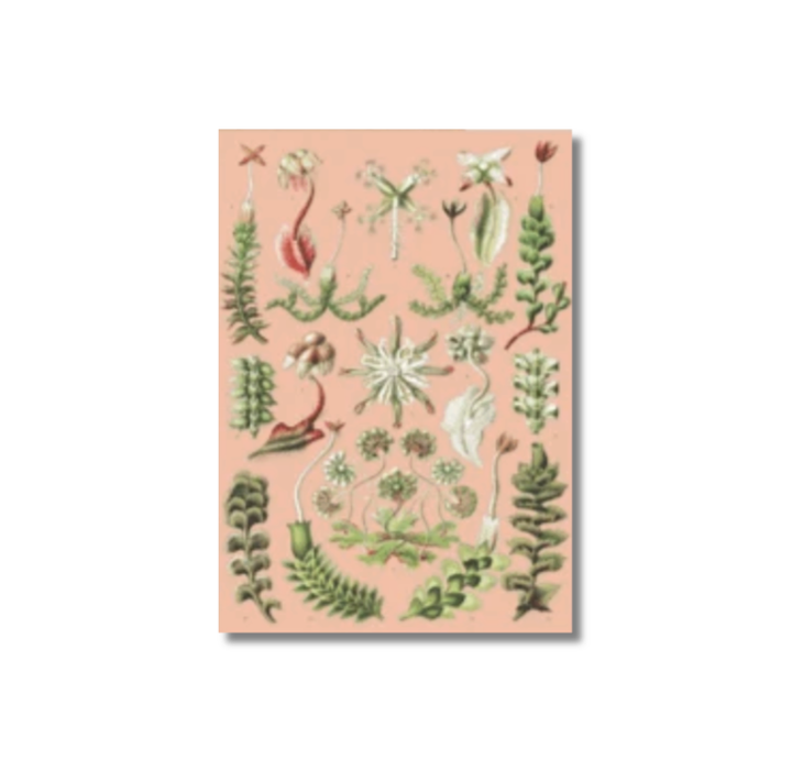 Ikonink Card - Hepaticae