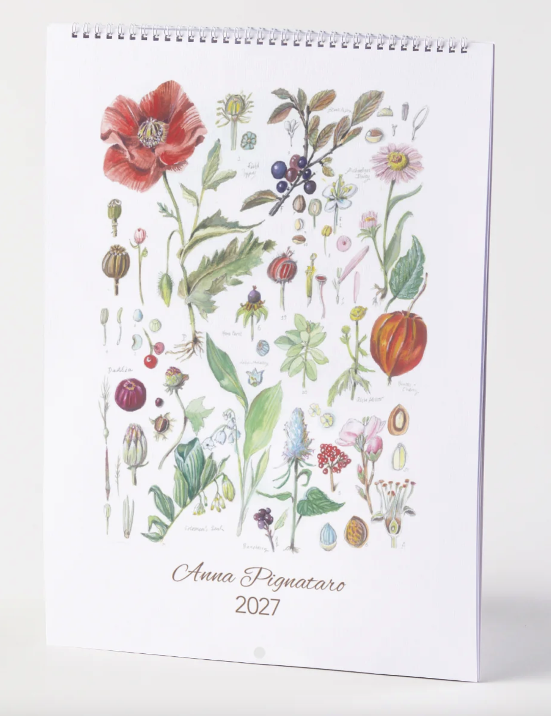 Wall Calendar 2027 - Anna Pignataro