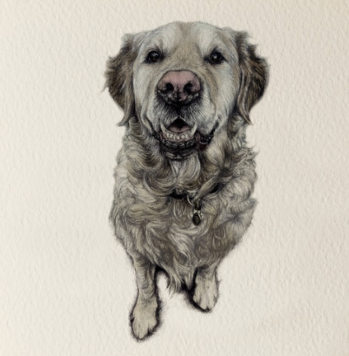Olivia Bell Card - Paddy Golden Retriever