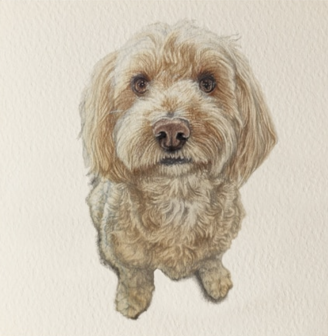 Olivia Bell Card - Jack Cockapoo