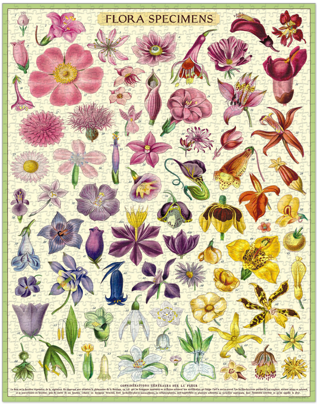 Cavallini & Co 1000 Piece Puzzle -  Flora Specimens