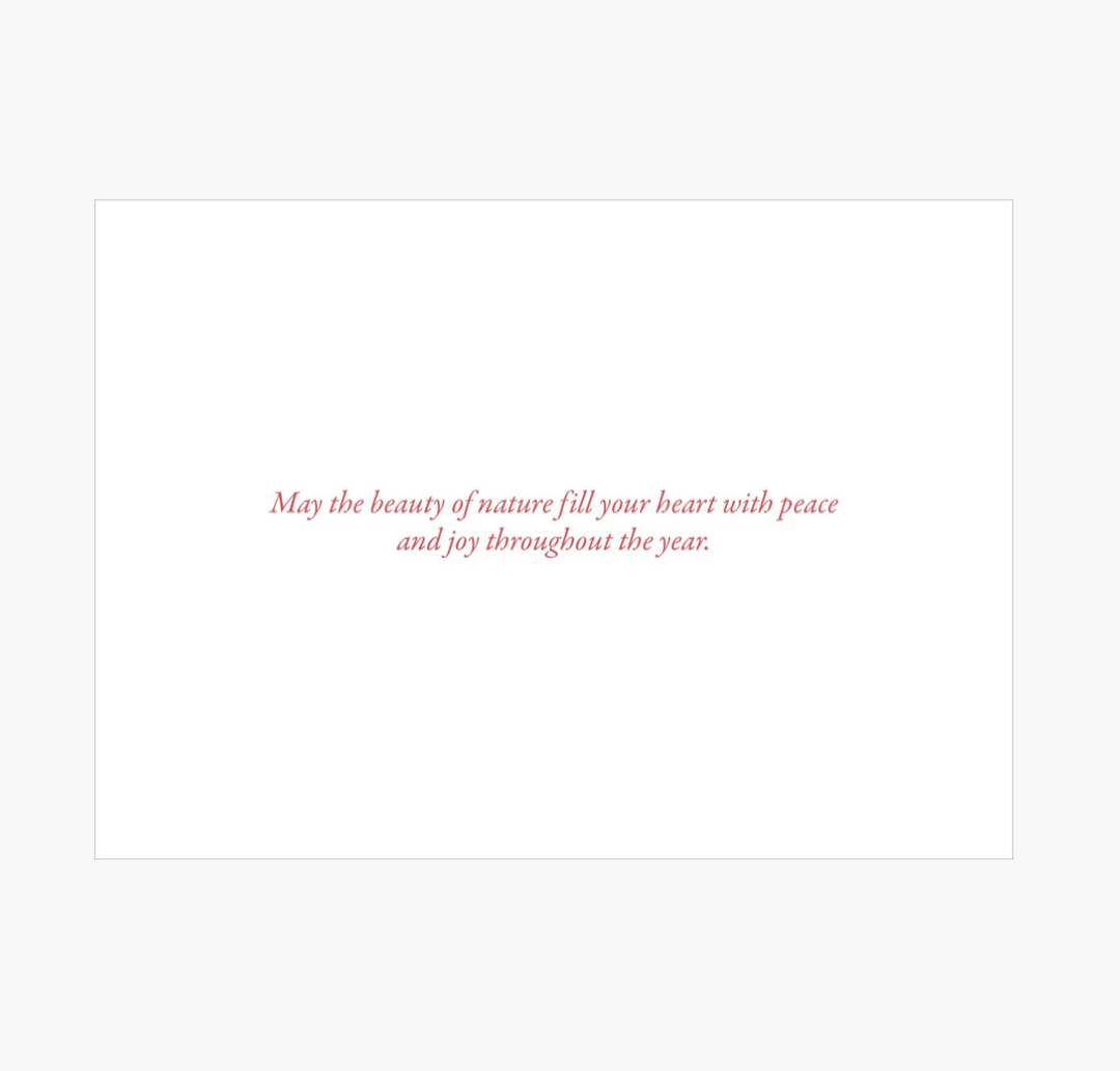 Deluxe Boxed Christmas Cards - Pines In Moonlight