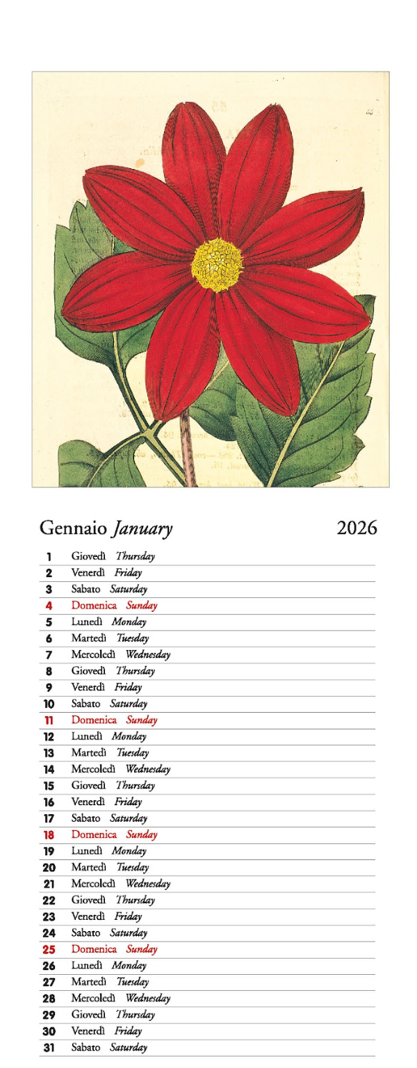 IFI 2026 Slim Calendar - Botanica