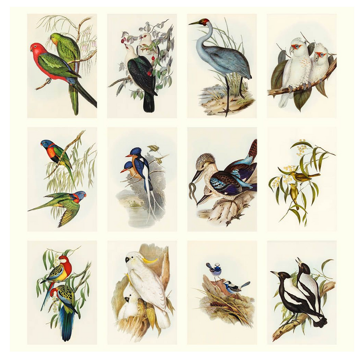 Vevoke Medium Calendar - Australian Birds - John Gould