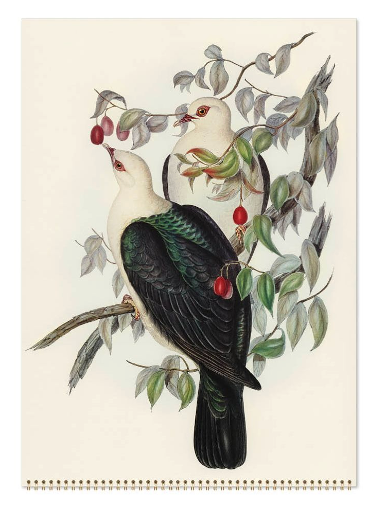 Vevoke Medium Calendar - Australian Birds - John Gould