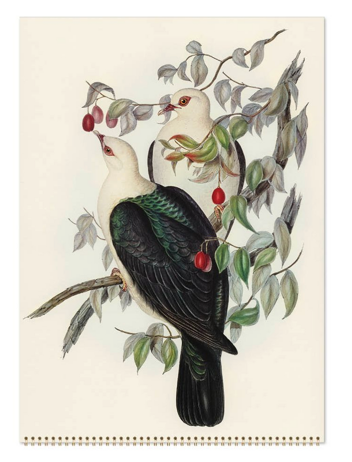 Vevoke Medium Calendar - Australian Birds - John Gould