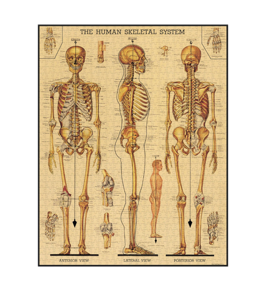 Cavallini & Co. 1000 Piece Puzzle - Skeletal System