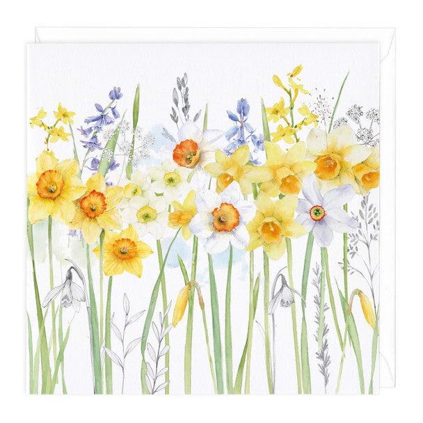 Card - Eddington Daffodils
