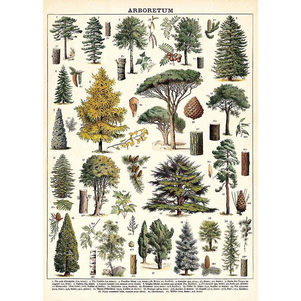 Arboretum Tree Poster