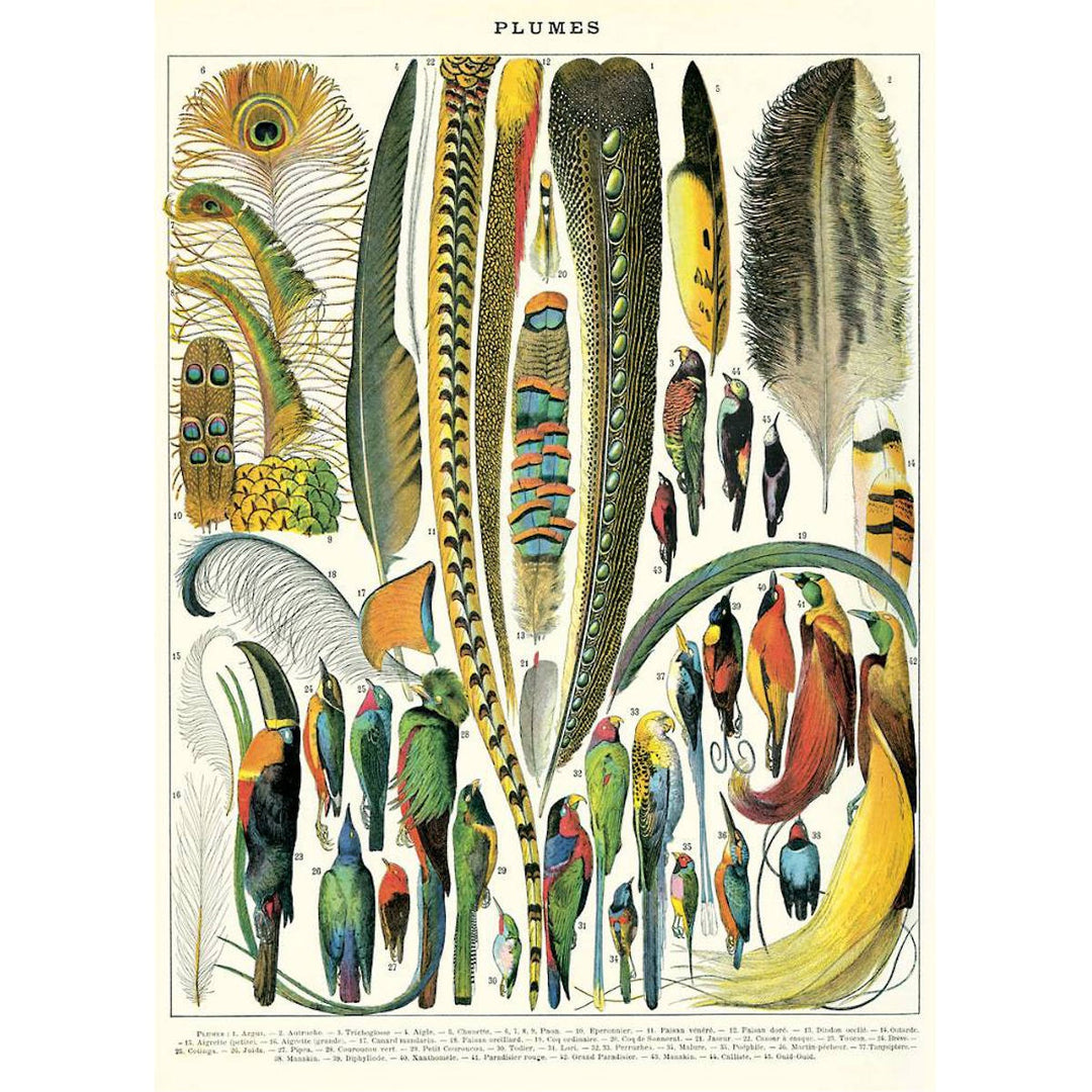 Plumes Poster